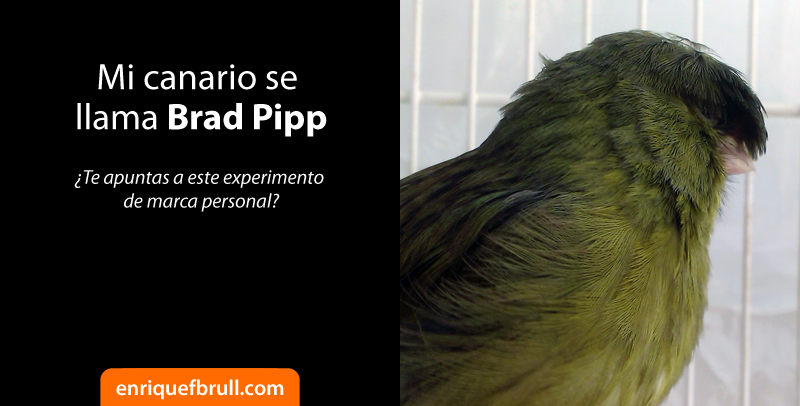 canario gloster corona brad pipp